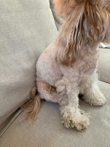 Pet Supply Store «Petco Animal Supplies», reviews and photos, 31419 Pacific Hwy S, Federal Way, WA 98003, USA