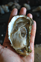 Photo n°37 de Huitres Rouzières à Loupian ()