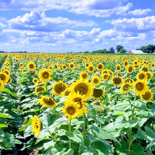 Social Security Attorney «Hankey Law Office», reviews and photos