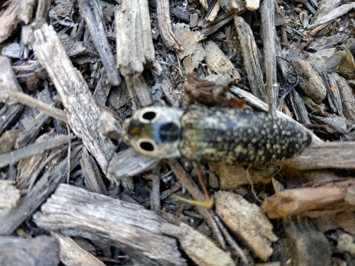 Recreation Center «Westport Roanoke KC Parks Community Center», reviews and photos, 3601 Roanoke Rd, Kansas City, MO 64111, USA