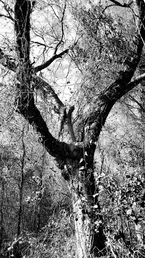 National Park «Waco Mammoth National Monument», reviews and photos, 6220 Steinbeck Bend Dr, Waco, TX 76708, USA