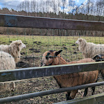 Photo n°2 de l'avis de Robert.c fait le 19/02/2023 à 12:44 sur le  Alte Försterei Wensickendorf à Oranienburg
