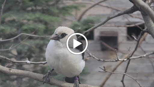 Tourist Attraction «Tracy Aviary», reviews and photos, 589 1300 S, Salt Lake City, UT 84105, USA