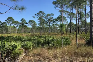 Myakka State Forest image