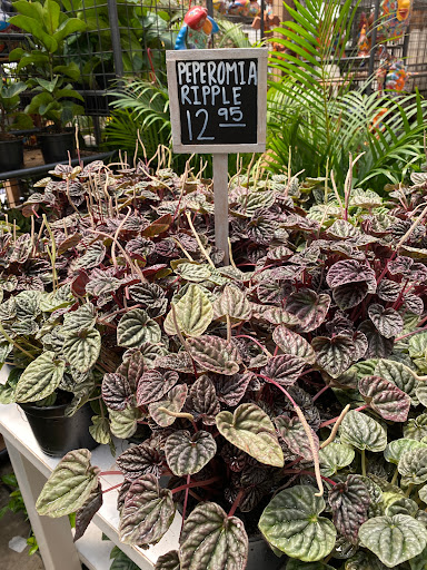 Florist «Plant Safari», reviews and photos, 653 N Central Ave, Upland, CA 91786, USA