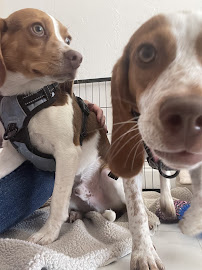 My Lovely Pet Services & Spa - Photo 8 - Car repair in Lehigh Acres, FL, Lehigh Acres