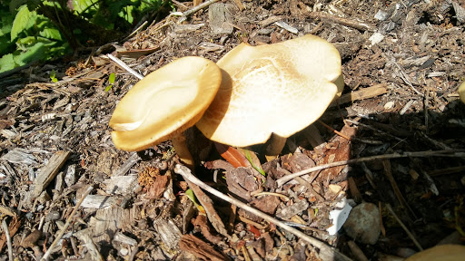 Park «A.M. Kennedy Park», reviews and photos, 10200 SW Kennedy St, Beaverton, OR 97005, USA