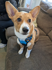 K9 Strategies - Photo 9 - Car repair in Stamford, CT, Stamford