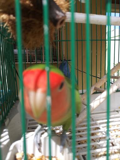 Pet Store «El Palomar Pet Shop Inc», reviews and photos, 4712 W Flagler St, Coral Gables, FL 33134, USA