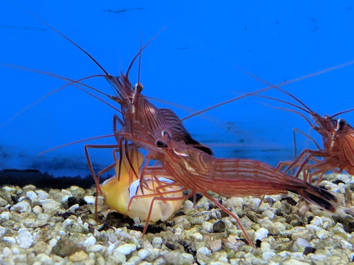 Pet Supply Store «Petco Animal Supplies», reviews and photos, 1753 St Lucie W Blvd, Port St Lucie, FL 34986, USA