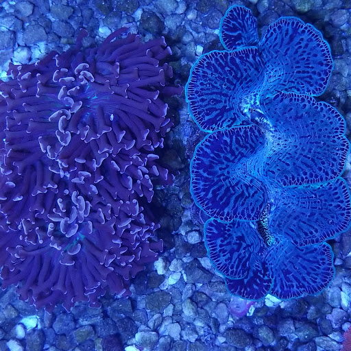 Pet Store «Hooked On Fish And Corals», reviews and photos, 2576 W 84th St, Hialeah, FL 33016, USA