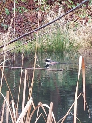 Golf Course «Willows Run Golf Complex», reviews and photos, 10402 Willows Rd, Redmond, WA 98052, USA