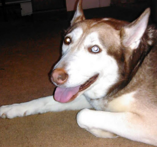 Pet Supply Store «Petco Animal Supplies», reviews and photos, 848 N Colony Rd c, Wallingford, CT 06492, USA