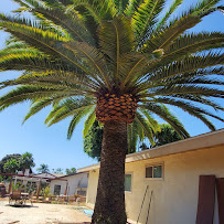 Juan Alonzo landscaping - Photo 5 - Car repair in , Escondido