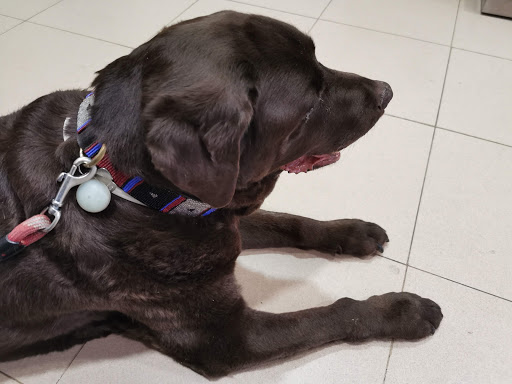 Ayala Clínica Veterinaria en Madrid