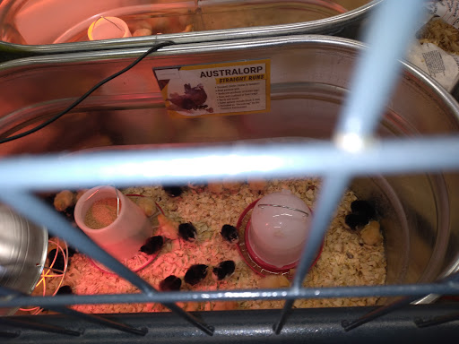 Home Improvement Store «Tractor Supply Co.», reviews and photos, 127 Temple Hill Rd, New Windsor, NY 12553, USA