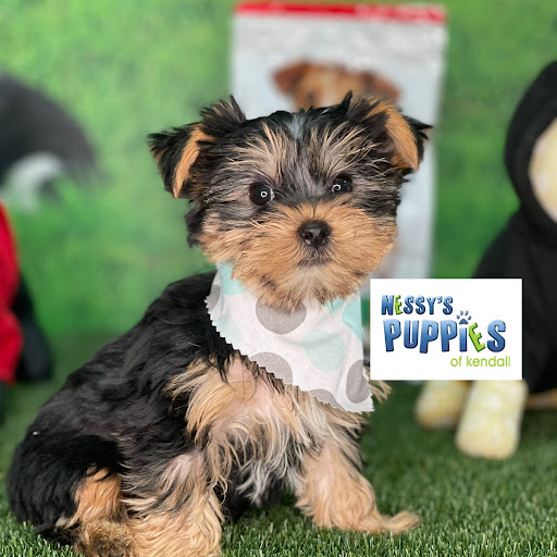 Nessy's Puppies of Kendall