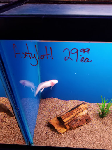 Tropical Fish Store «Tropi-Quatics Pet Center», reviews and photos, 337 S Main St, Lombard, IL 60148, USA