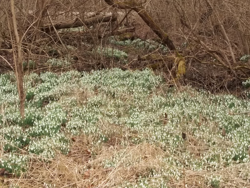 Park «Sodalis Nature Park», reviews and photos, 7700 S County Rd 975 E, Plainfield, IN 46168, USA