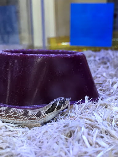 Pet Store «Animal Ark Pet Stores», reviews and photos, 33 Center St, Orem, UT 84057, USA