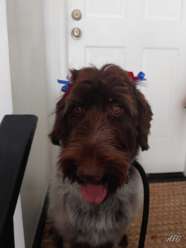 Pet Groomer «U Dirty Dog», reviews and photos, 232 Stevens Entry, Peachtree City, GA 30269, USA