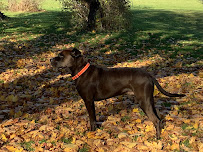 Jared Horton’s K9 LLC - Photo 6 - Car repair in Herkimer, NY, Utica