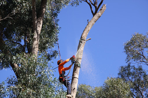 Tree felling Perth