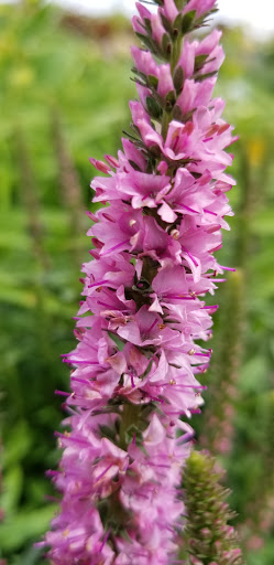 Department Store «Rural King», reviews and photos, 4000 W Bethel Ave, Muncie, IN 47304, USA