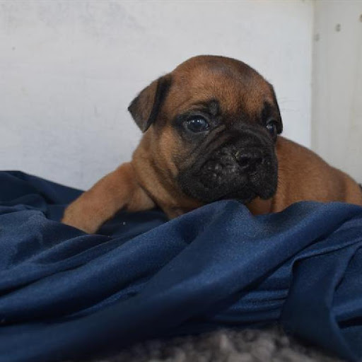 Pet Store «The Family Puppy of Fountain Walk», reviews and photos, 44125 W 12 Mile Rd E-121, Novi, MI 48377, USA