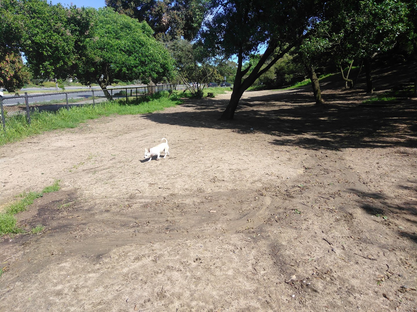 Head & Brotherhood Dog Play Area