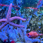 Photo n° 13 de l'avis de nico.b fait le 20/08/2023 à 13:44 pour Aquarium de Touraine à Lussault-sur-Loire