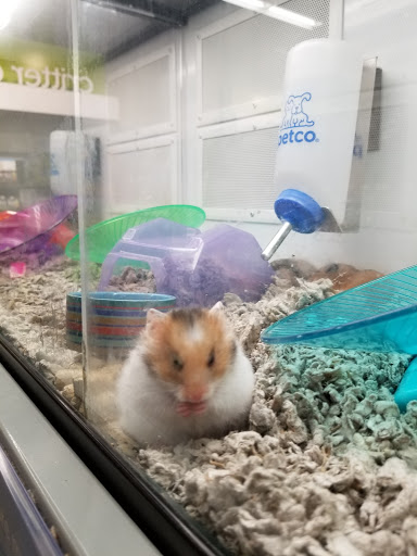 Pet Supply Store «Petco Animal Supplies», reviews and photos, 12611 Jefferson Davis Hwy, Chester, VA 23831, USA