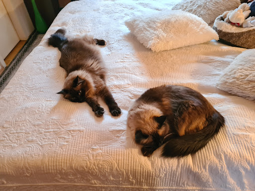 Dr.med.vet. Petra Fanghänel Tierarzt unter Luckenwalde, 