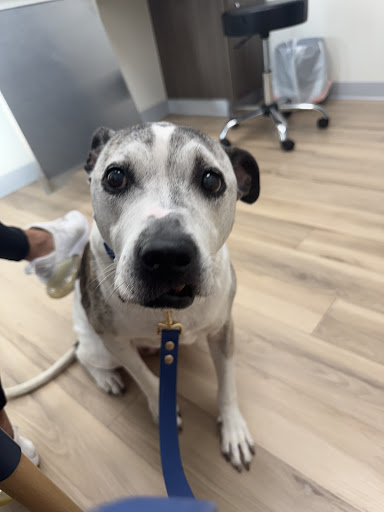 Urgent Pet Care Center LLC image