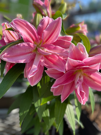 Home Improvement Store «The Home Depot», reviews and photos, 3849 S Delsea Dr, Vineland, NJ 08360, USA