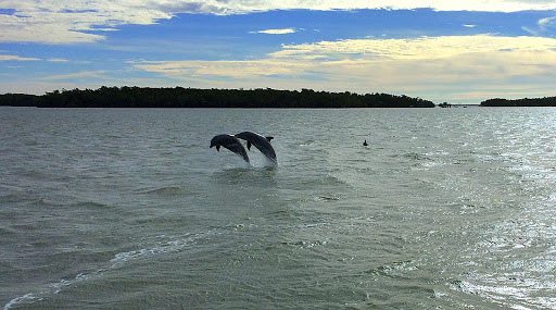 Tour Agency «Everglades National Park Boat Tours», reviews and photos