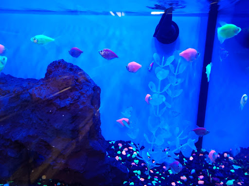 Pet Supply Store «Petco Animal Supplies», reviews and photos, 6220 95th St, Oak Lawn, IL 60453, USA