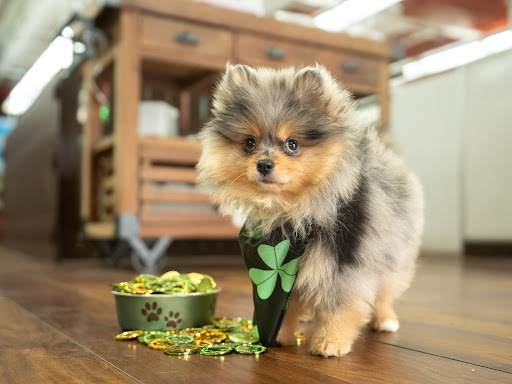 Pet Store «Petland of Plantation», reviews and photos, 801 S University Dr, Plantation, FL 33324, USA