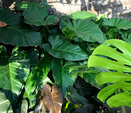 Rumah Bunga Bali (Kebun Bunga Hias) photo