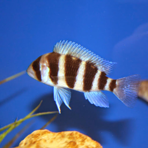 Tropical Fish Store «Aquatic Treasures/Bruces Pond Shop», reviews and photos, 20708 Gudith Rd, Brownstown Charter Twp, MI 48183, USA