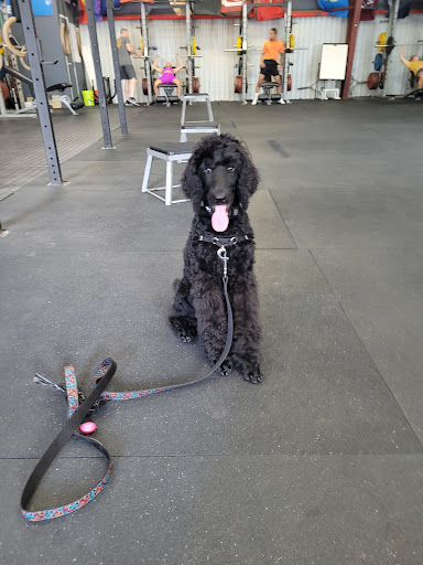 Carlisle's A salon For Pets