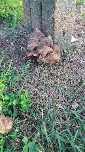 Scout Dog Park - photo 39