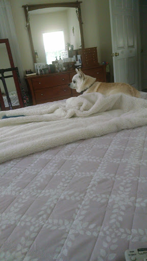 Pet Supply Store «PetSmart», reviews and photos, 150 Glynn Isle, Brunswick, GA 31525, USA