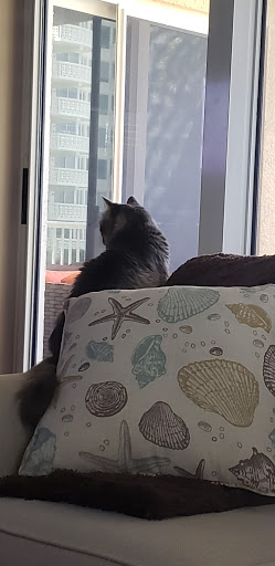 Pet Supply Store «Pet Supermarket», reviews and photos, 2449 S Hiawassee Rd, Orlando, FL 32835, USA