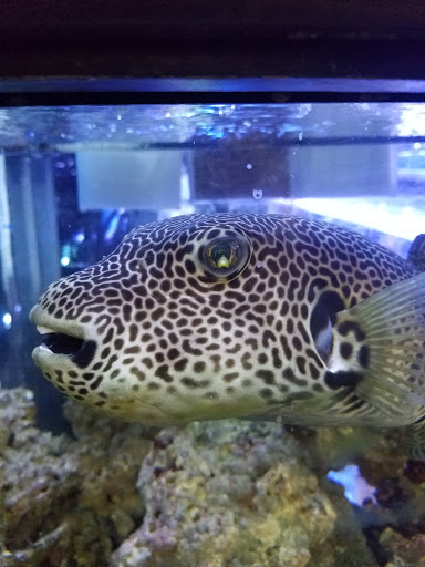 Pet Store «Moby Dick Pet Store Inc», reviews and photos, 3700 Sashabaw Rd, Waterford Twp, MI 48329, USA