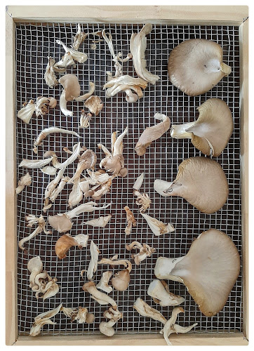 Opiniones de Fungi Peuma Hongos Comestibles en Victoria - Tienda
