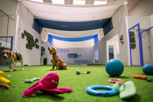 Cielo Animal en Palencia.