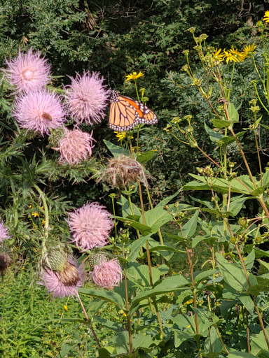 Park «Theodore Wirth Regional Park», reviews and photos, 1339 Theodore Wirth Pkwy, Golden Valley, MN 55422, USA