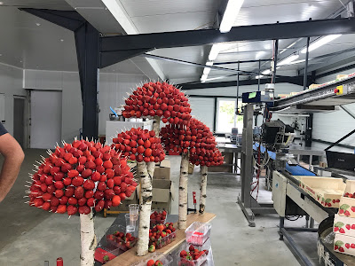 Chaigneau Fraises à Foussais-Payré