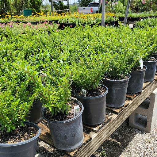 Plant Nursery «HOUSTON PLANTS & GARDEN WORLD», reviews and photos, 16726 North Fwy, Houston, TX 77090, USA